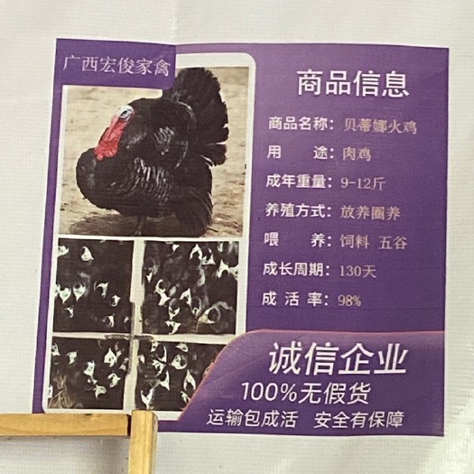 南宁正品脱温啊火鸡苗好养