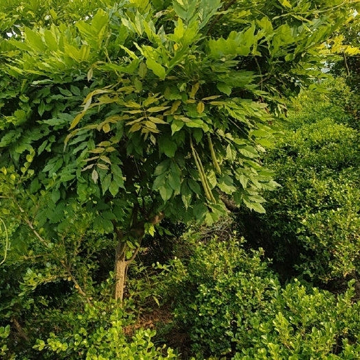 沭阳县紫藤庭院阳台种植紫藤树绿化工程苗木