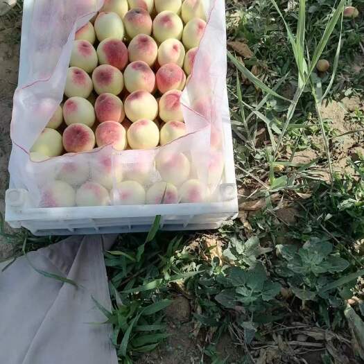 早玉桃