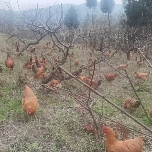 蓬溪县任隆跑山鸡
