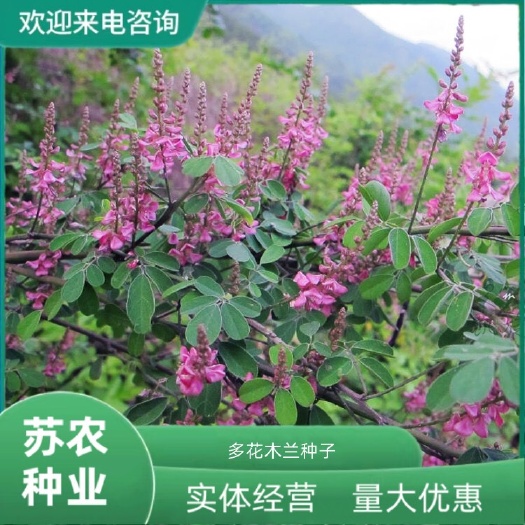 多花木兰种子固土护坡灌木种籽护坡牧草