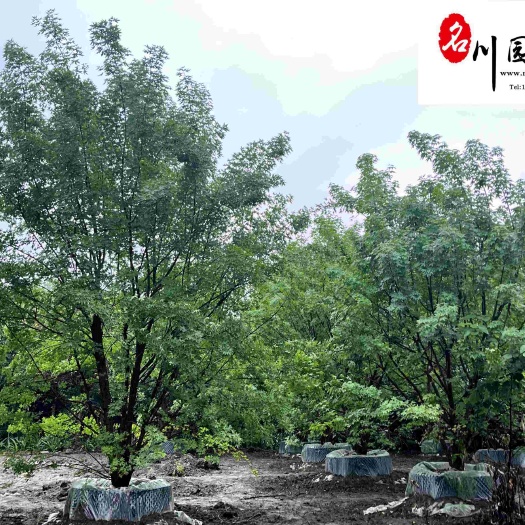 成都元宝枫产地批发_大量批发丛生元宝枫_规格齐全_四川郫县货源
