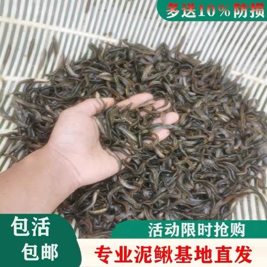 包邮泥鳅苗养殖本地黄金鳅饲料鲜活体筏钓活饵喂食