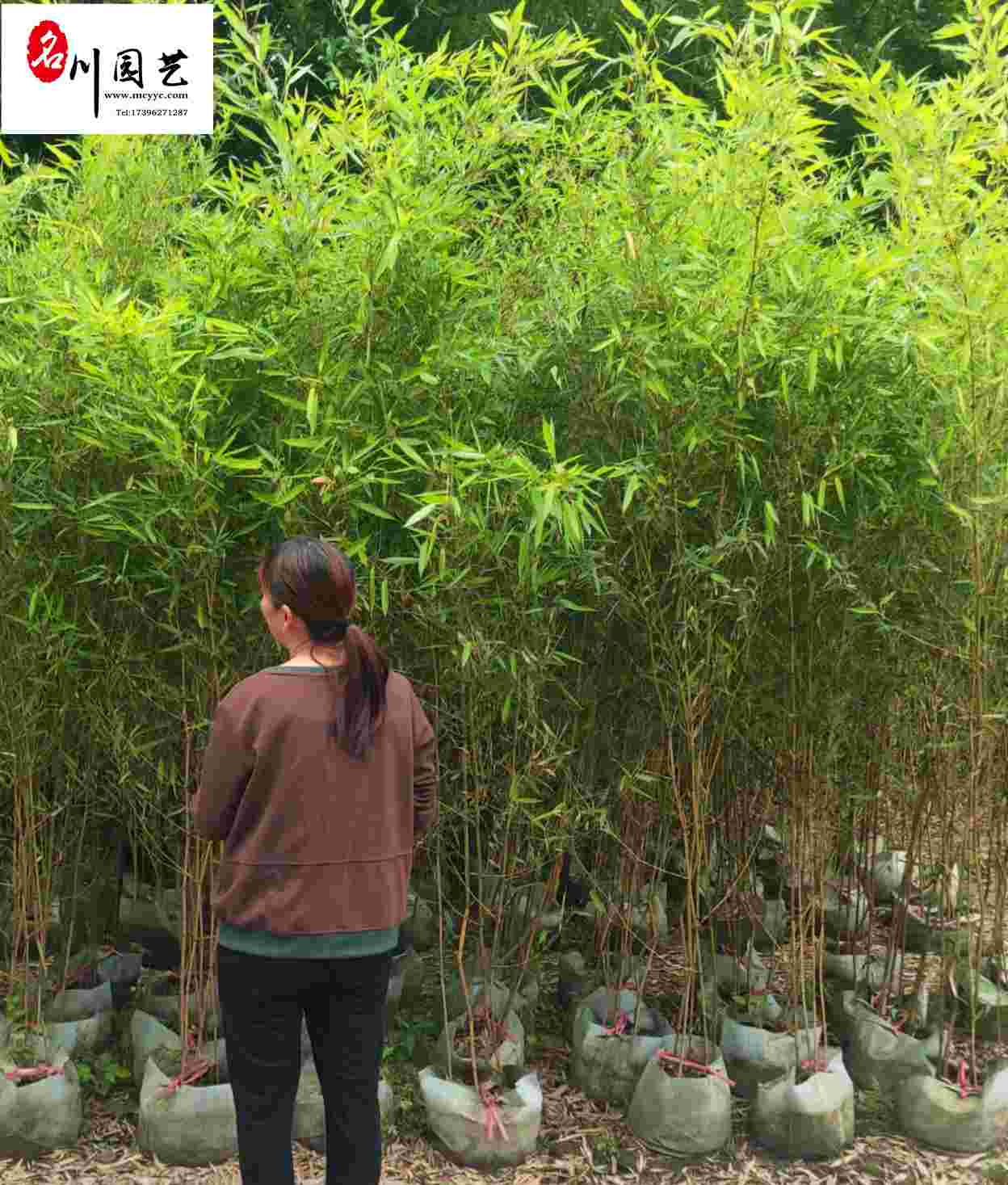 成都金镶玉竹批发 供应金镶玉竹小苗2元  郫县基地直供 四季常青