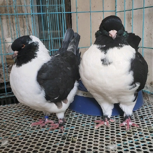 册亨县摩登鸽子