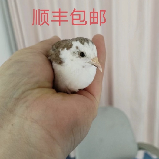 德阳芦丁鸡 黑白礼服 瓦灰礼服等 接代发 顺丰 包邮到家