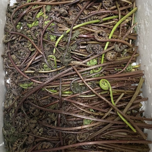 伊春野生猴腿菜，伊春现采，保新鲜，无烂菜