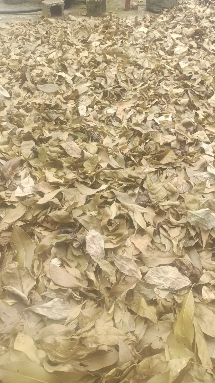 凯里市贵州高原甜茶