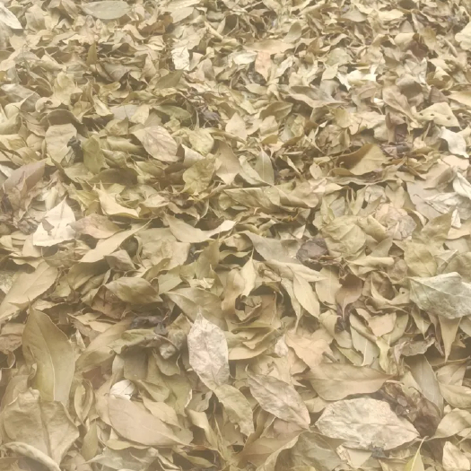 凯里市贵州高原甜茶