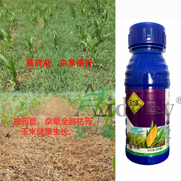 玉米苗后专用除草剂甜玉米糯玉米粘玉米水果玉米除草剂硝磺莠去津