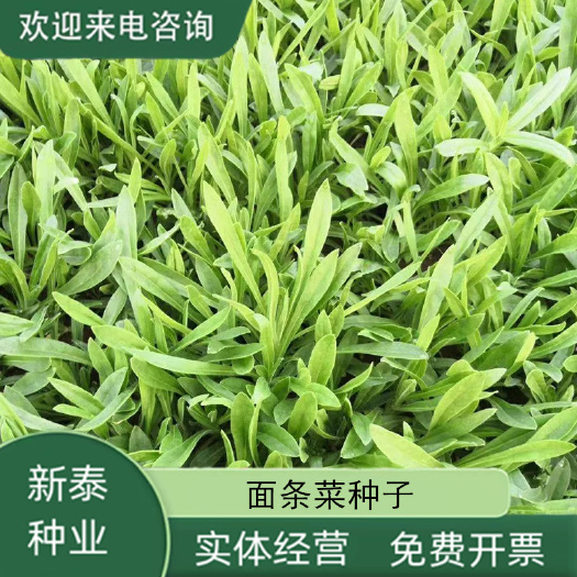 野生面条菜种子麦瓶草有机蔬菜四季播种春秋露地蔬菜农家菜包发芽