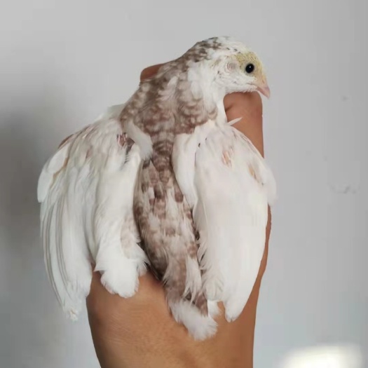 临泉县芦丁鸡批发