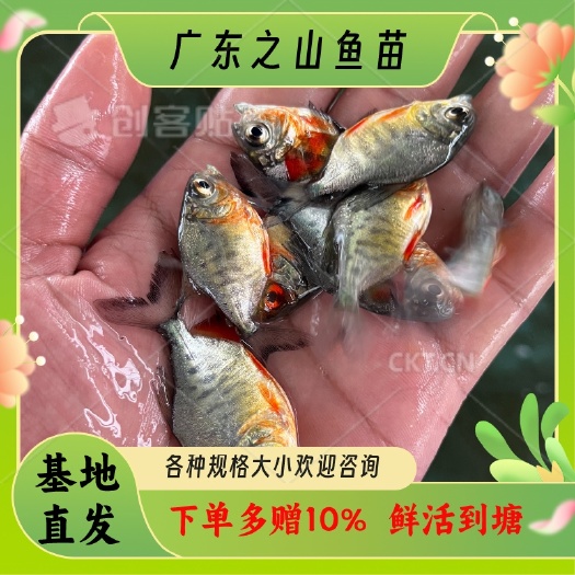 化州市淡水鲳鱼苗红鲳鱼白鲳鱼基地直发一手货源送货上门
