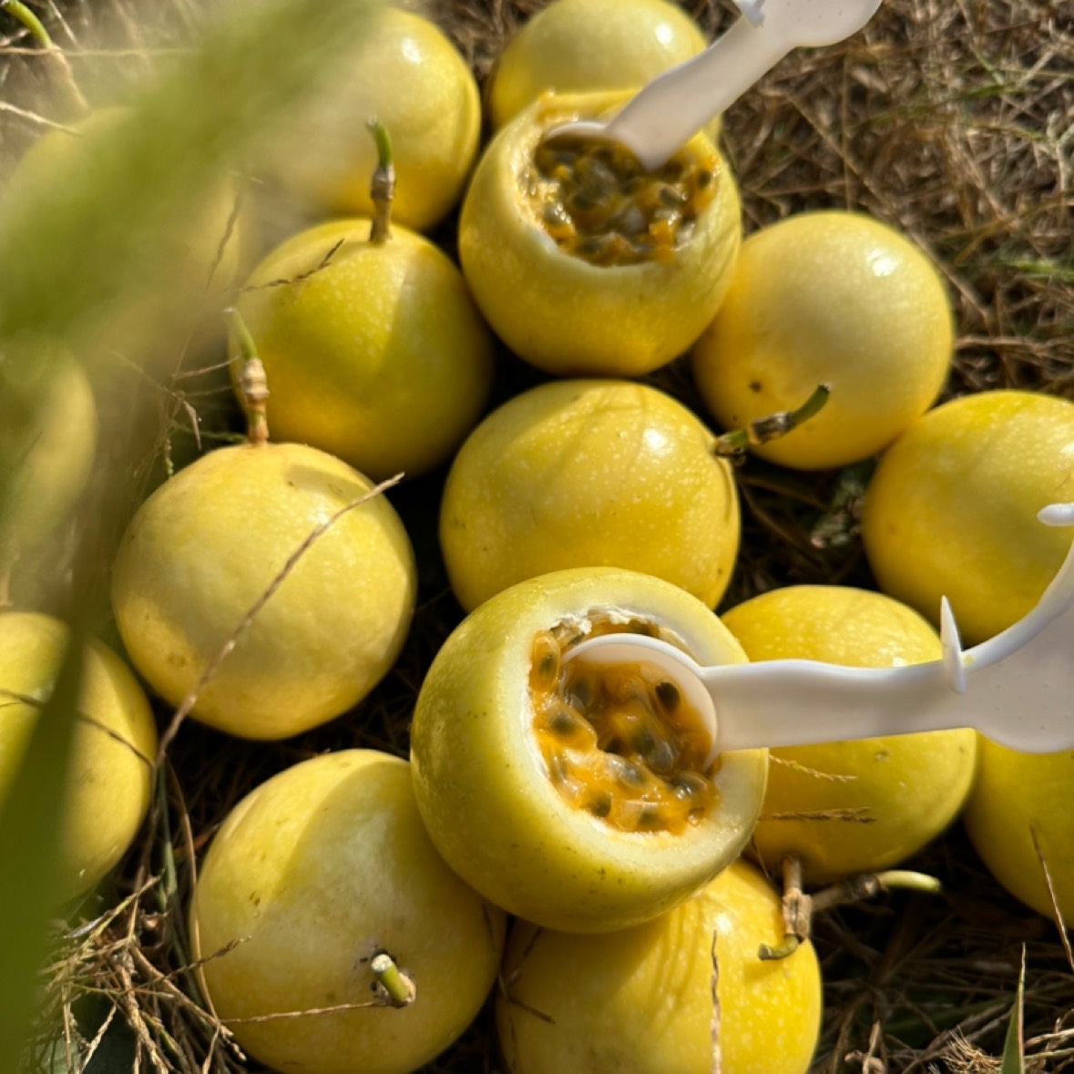 钦蜜9号黄金百香果新鲜西番莲鸡蛋小中大特大果5斤包邮送开果器