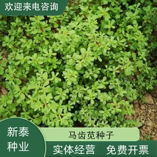 马齿苋种子 野生食用马芷苋籽种太阳花马苋菜野菜蔬菜种籽孑籽种