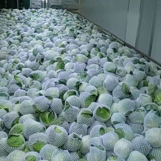 威宁县莲花白（袋装，散装），甘蓝牛心包菜，小铁头，春旺等