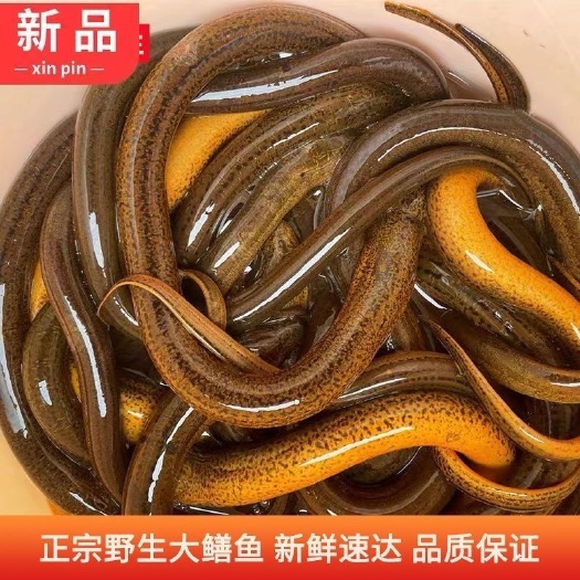 【农田捕捞】黄鳝鲜活现杀去骨鳝鱼片新鲜鳝丝鳝段去肠无骨