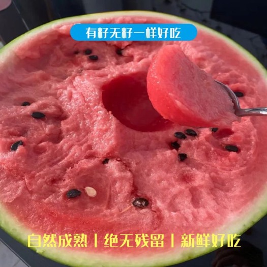 苍南县温州8424西瓜 自家几十亩头茬西瓜 7-10斤