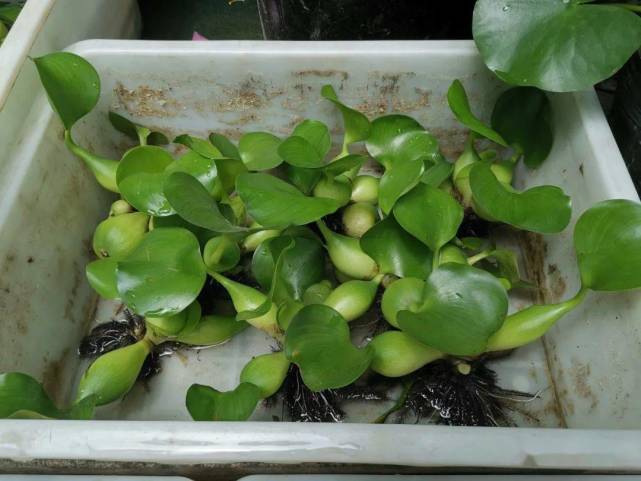 凤眼蓝（水葫芦）