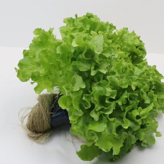 水培生菜活体生菜罗马生菜