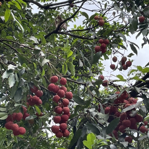 深圳深圳南山荔枝