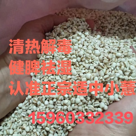 23年新货，保证好品质，传统生态，农户直发，龙岩适中薏米