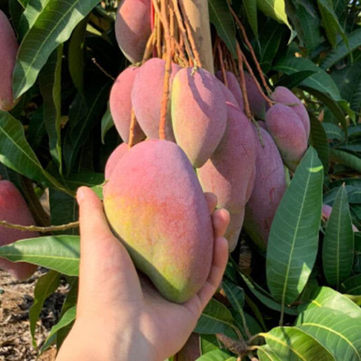 海南贵妃芒果新鲜水果当季整箱包邮时令非青玉芒小台农海南芒果