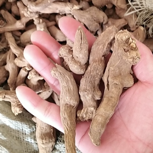 郸城县一年生干白术