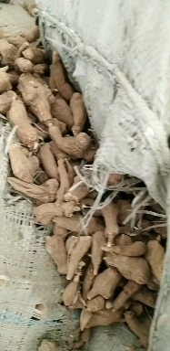 郸城县一年生干白术