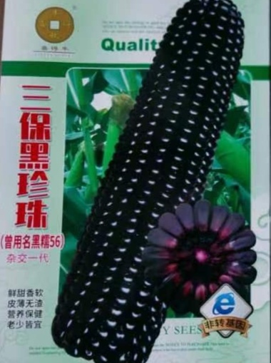 郑州黑糯玉米种子皮薄粘糯无渣适合鲜食真空速冻三保黑珍珠华为种业