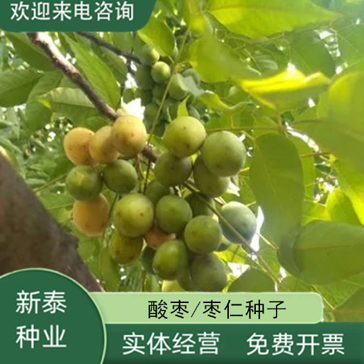 南酸枣种子南酸枣树种籽种苗五眼果苗南酸枣树苗菩提子林木种子