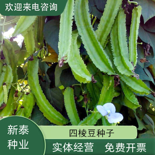 沭阳县四棱豆种子苗秧豆角四角皇帝豆种籽四季蔬菜菜籽孑龙豆四棱豆种籽