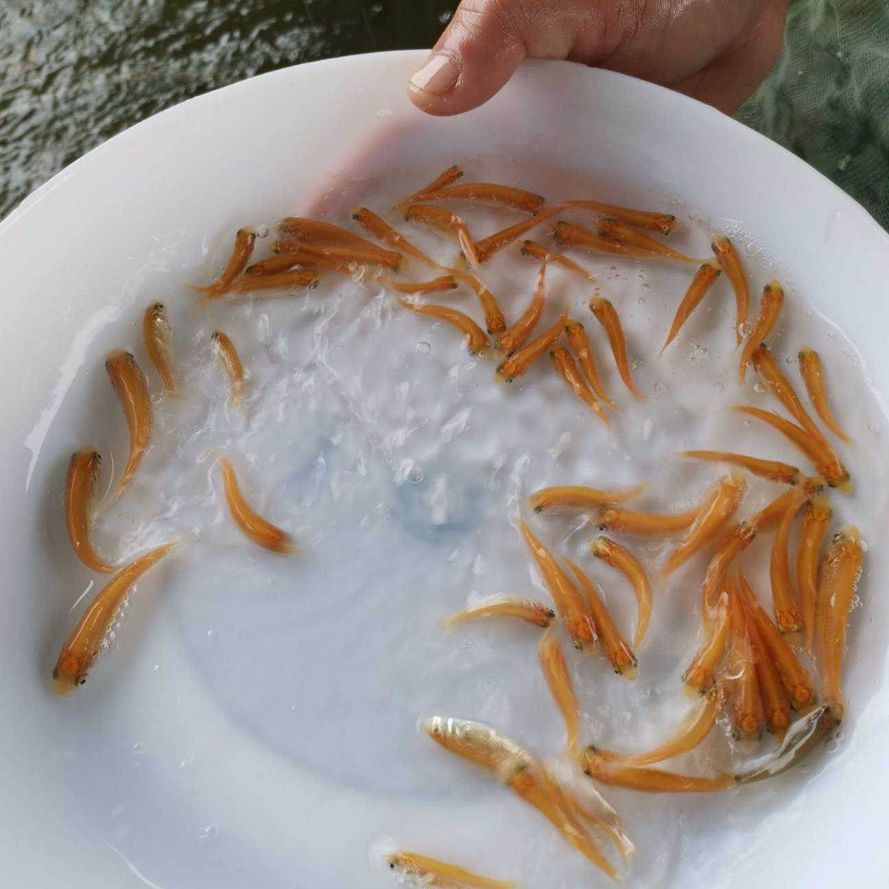 金丝草鱼苗俄罗斯金色鲩鱼苗红草鱼金丝鲩鱼苗淡水养殖