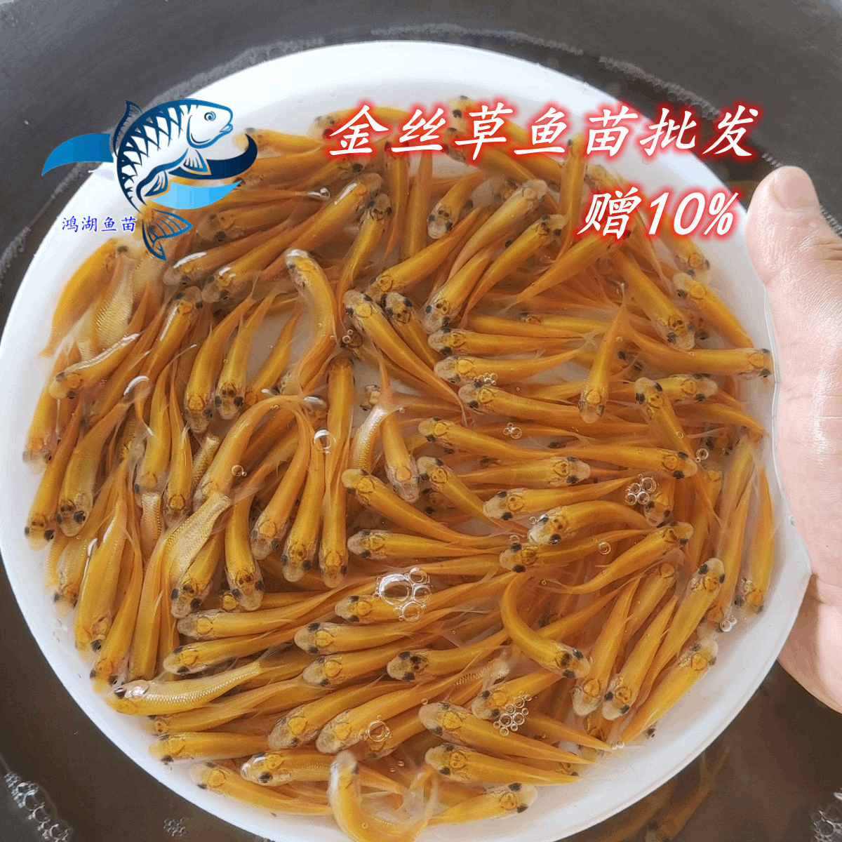 金丝草鱼苗俄罗斯金色鲩鱼苗红草鱼金丝鲩鱼苗淡水养殖