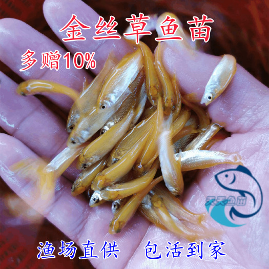广州俄罗斯金丝草鱼苗金丝鲩鱼苗优质金丝草鱼苗金色鲩