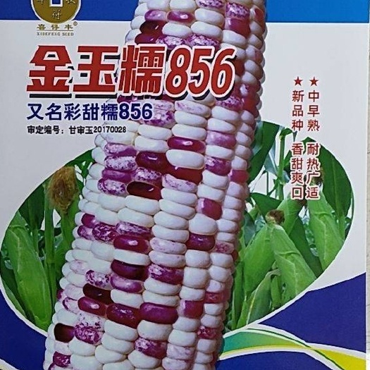 郑州彩色甜加糯玉米审定品种粘糯香甜金玉糯856华为种业