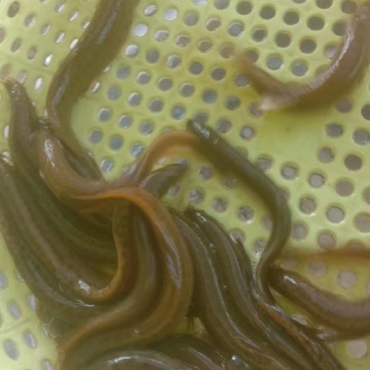 泥鳅 绿色无饲料