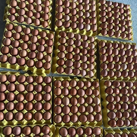精品红壳鸡蛋