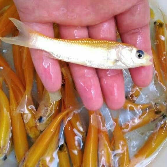 金丝草鱼苗俄罗斯金色鲩鱼苗红草鱼金丝鲩鱼苗淡水养殖