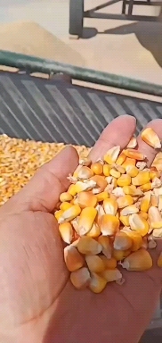**二等玉米价格适合云贵川！