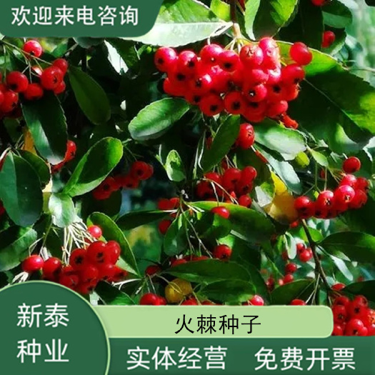 沭阳县新采火棘种子火棘种籽林木树种沙棘围墙铁篱笆种子红刺木耐旱种子