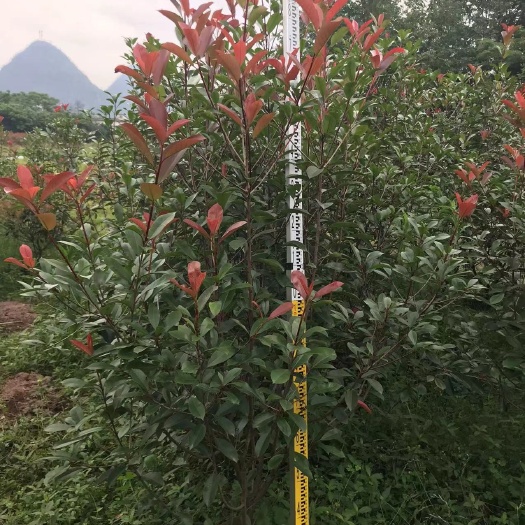 桂林红叶石楠绿篱毛柱袋苗