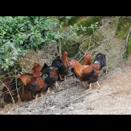 贵港散养土鸡