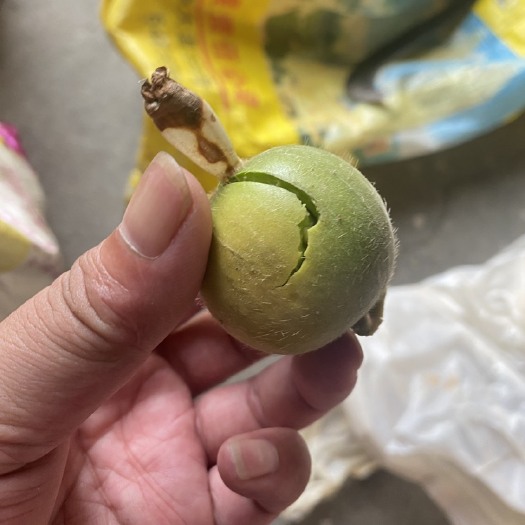 高州市草蔻果山姜果海南山姜果草蔻