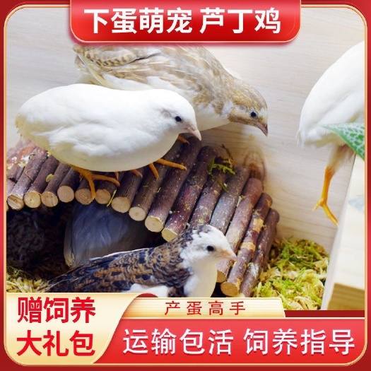 深圳芦丁鸡批发一件代发可快递一只也发