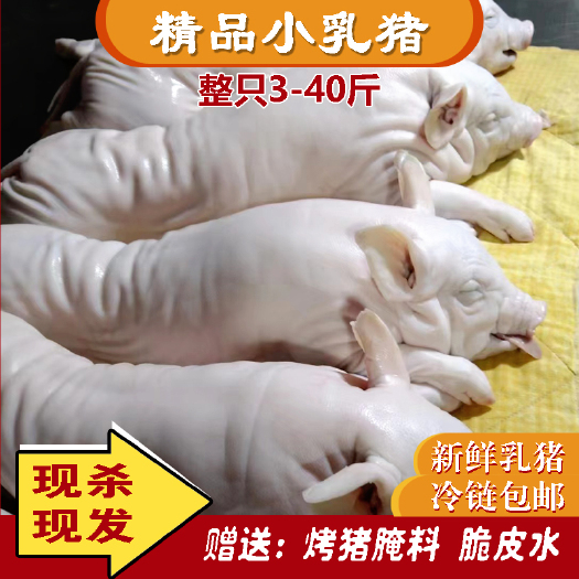 深圳产品，新鲜冻乳猪，真材饲料，酒店宴席