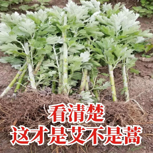 唐河县艾草苗宛艾品种产量高出绒率益好下单包邮全程技术指导
