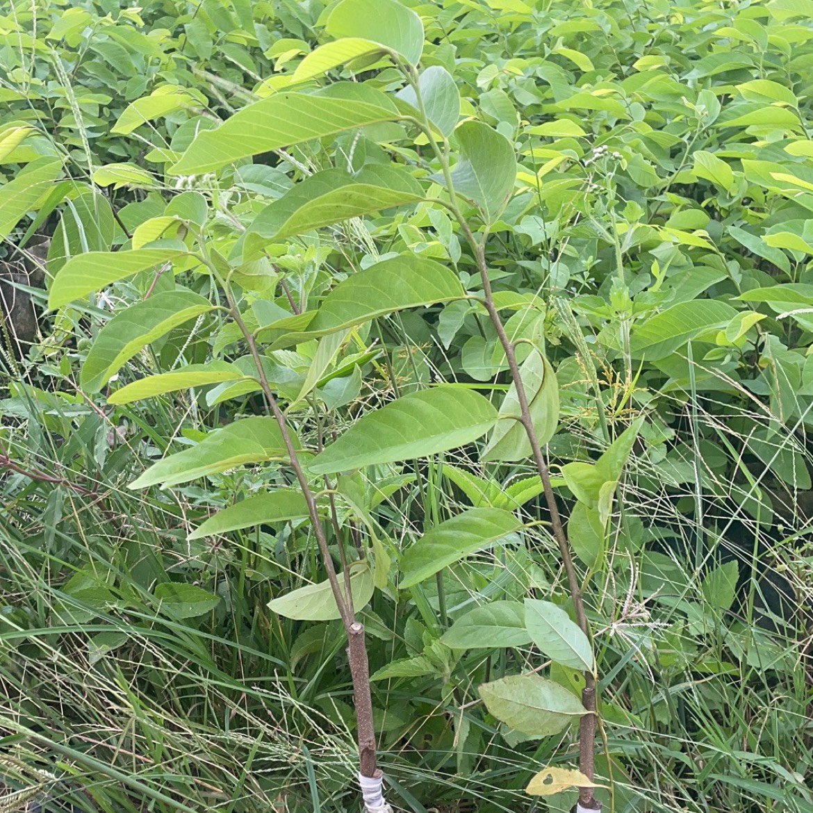 榴莲释迦、凤梨释迦需要的联系我货源充足[握手]