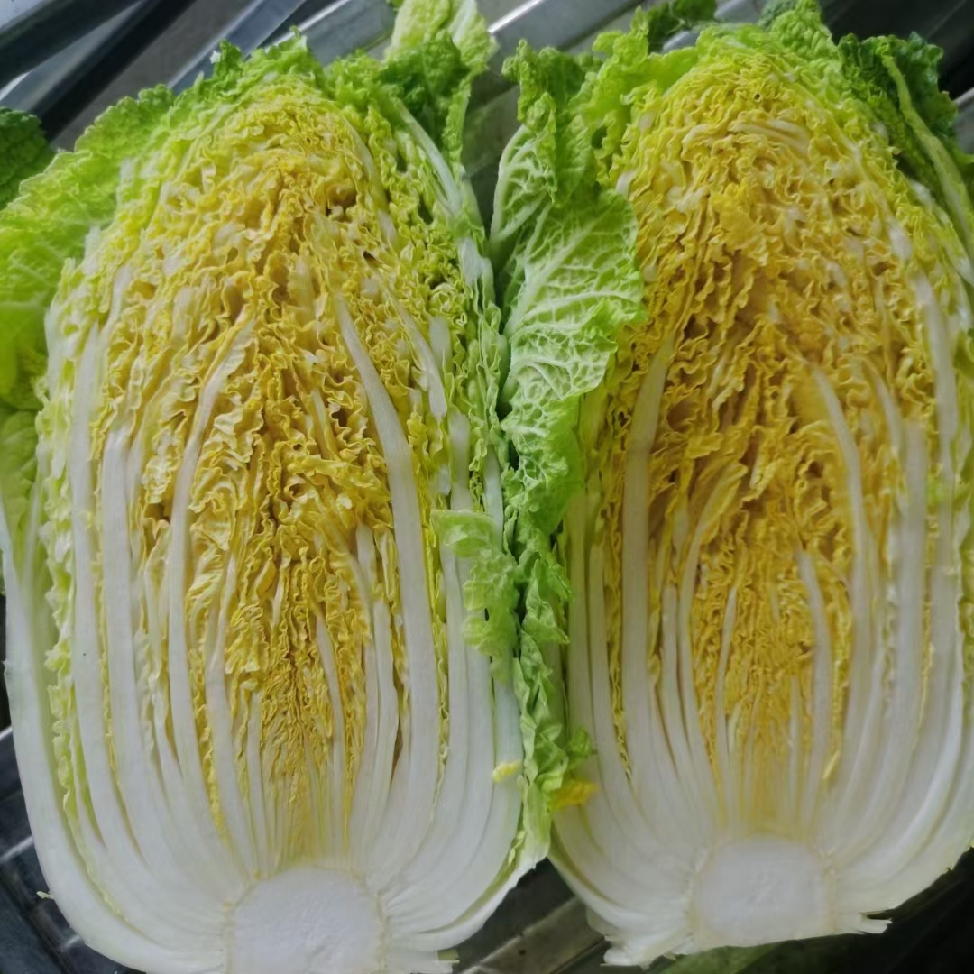 黃心大白菜  大白菜上市了