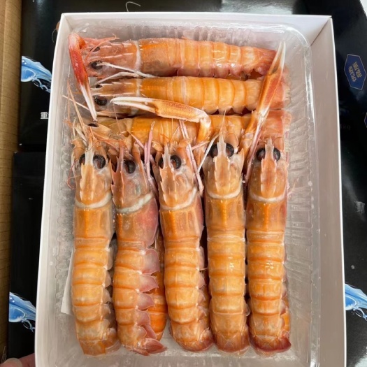 上海澳洲海鳌虾
